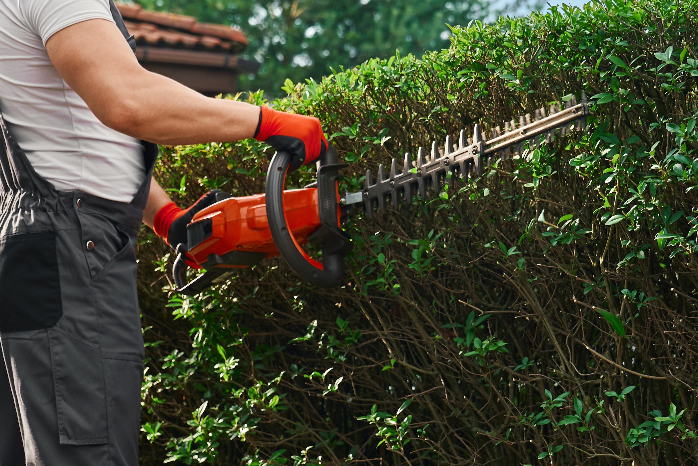 Strong caucasian man in uniform, safety gloves and mask pruning hedge with petrol trimmer. Male gardener shaping green overgrown bushes outdoors.