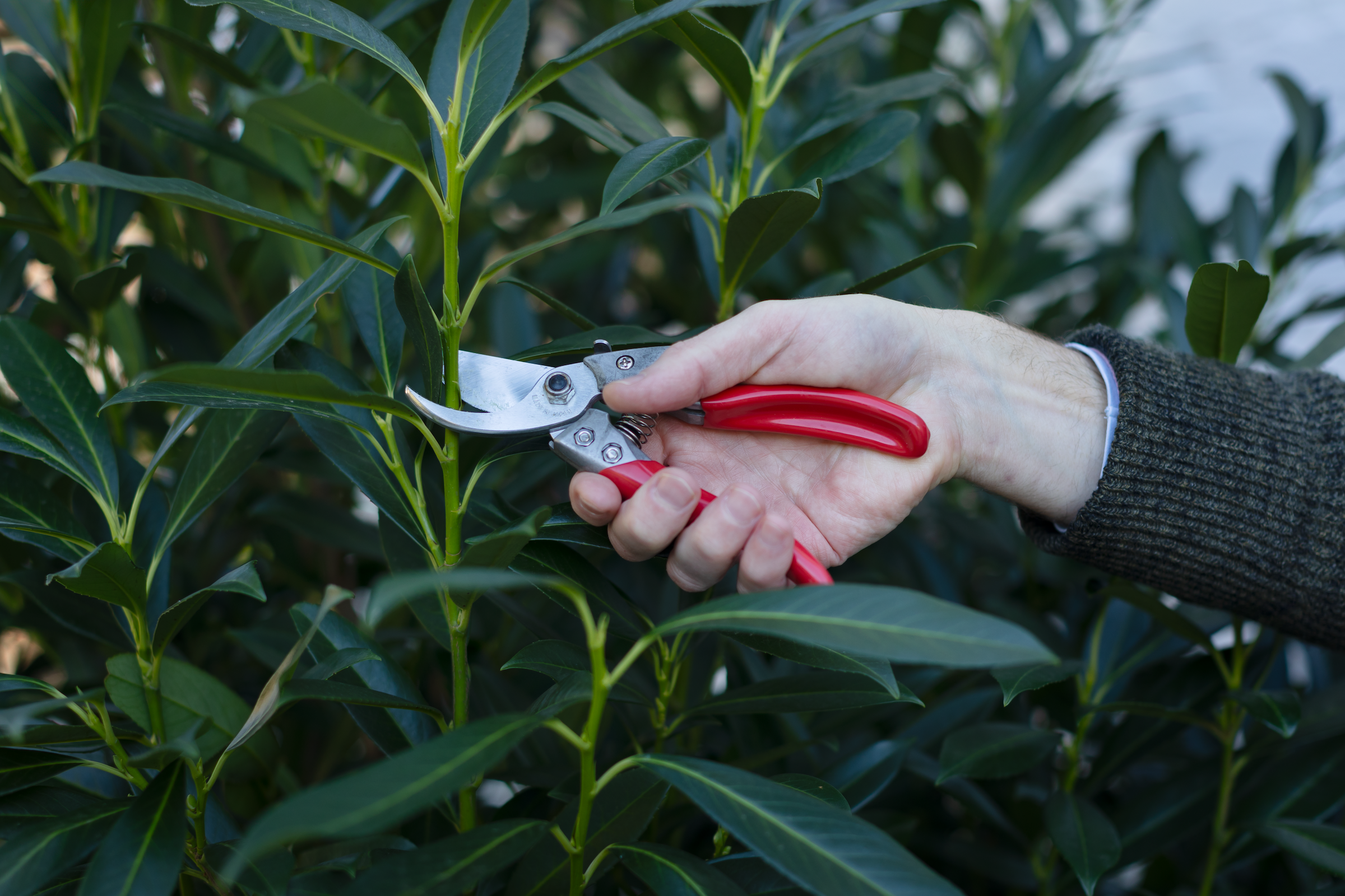 clippers-up-close-green-bush